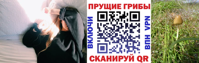 Псилоцибиновые грибы мицелий Зарайск